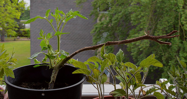 © www.mutbuergerdokus.de: Samenfeste Tomaten selbst angebaut - eine private 'Revolution auf dem Balkon' (Sorte: 'Biotomate')