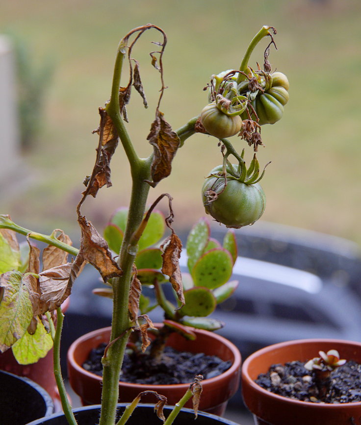 © www.mutbuergerdokus.de: Samenfeste Tomaten selbst angebaut - eine private 'Revolution auf dem Balkon'