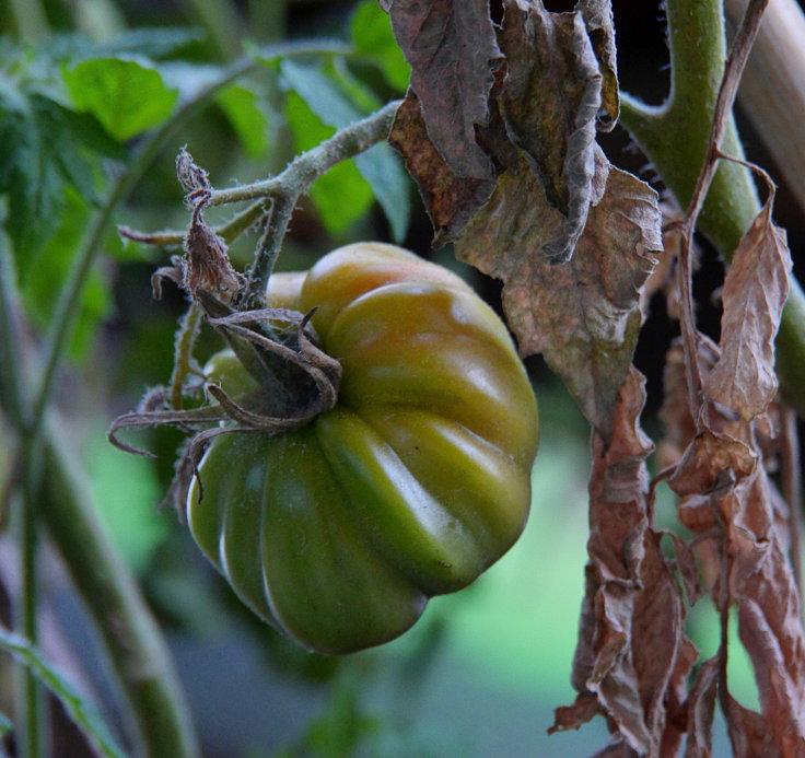 © www.mutbuergerdokus.de: Samenfeste Tomaten selbst angebaut - eine private 'Revolution auf dem Balkon' (Sorte: 'Ochsenherz')