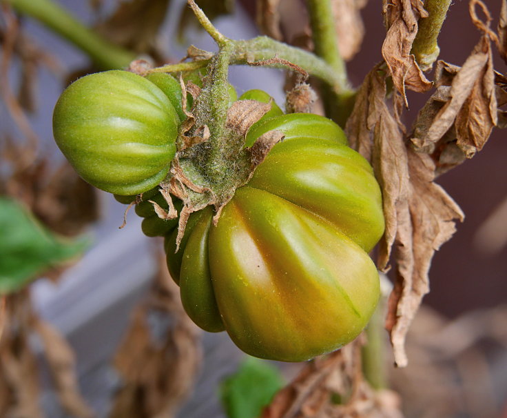 © www.mutbuergerdokus.de: Samenfeste Tomaten selbst angebaut - eine private 'Revolution auf dem Balkon' (Sorte: 'Ochsenherz')
