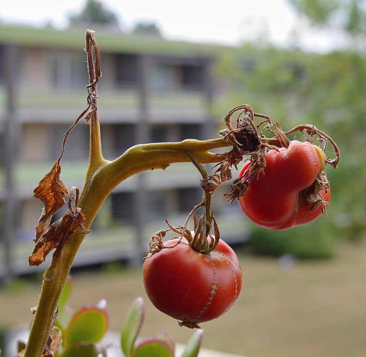 © www.mutbuergerdokus.de: Samenfeste Tomaten selbst angebaut - eine private 'Revolution auf dem Balkon'