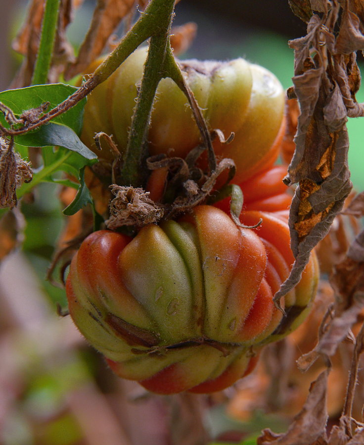 © www.mutbuergerdokus.de: Samenfeste Tomaten selbst angebaut - eine private 'Revolution auf dem Balkon' (Sorte: 'Ochsenherz')