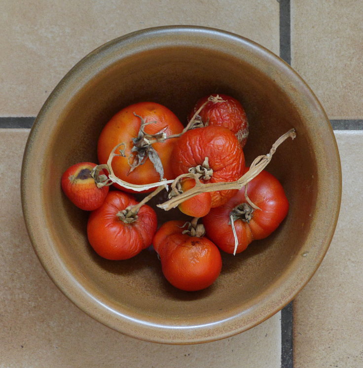 © www.mutbuergerdokus.de: Samenfeste Tomaten selbst angebaut - eine private 'Revolution auf dem Balkon' (Sorte: 'Biotomate')