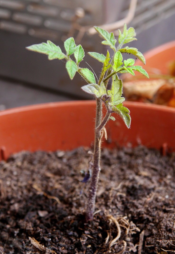 © www.mutbuergerdokus.de: Samenfeste Tomaten selbst angebaut - eine private 'Revolution auf dem Balkon' (Sorte: 'Ochsenherz')