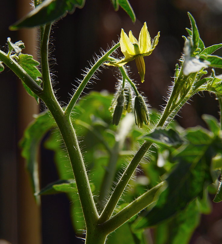 © www.mutbuergerdokus.de: Samenfeste Tomaten selbst angebaut - eine private 'Revolution auf dem Balkon' (Sorte: 'Berner Rose')
