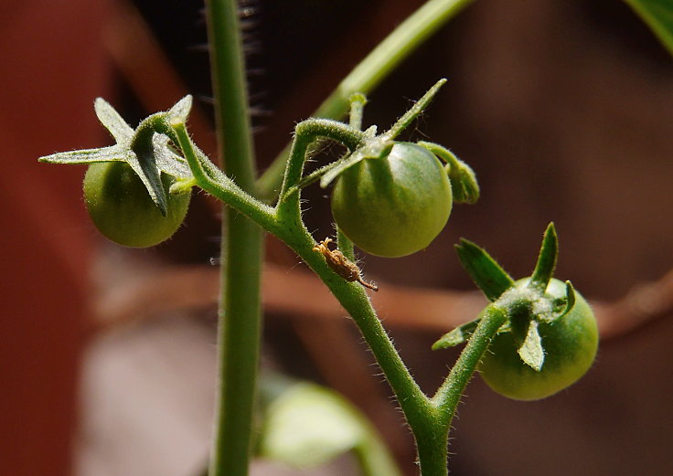 © www.mutbuergerdokus.de: Samenfeste Tomaten selbst angebaut - eine private 'Revolution auf dem Balkon' (Sorte: 'Waltingers Cocktailtomate')