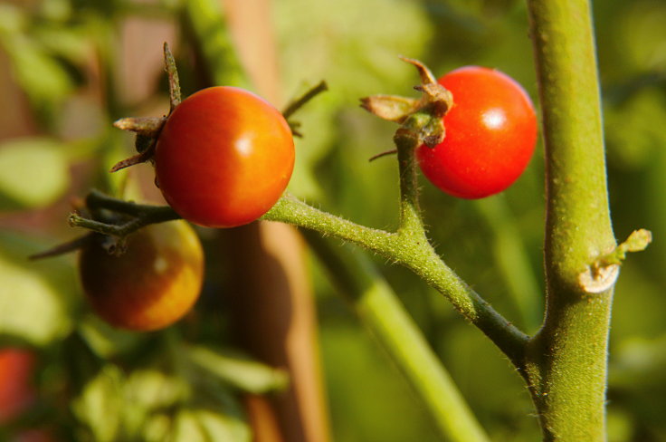 © www.mutbuergerdokus.de: Samenfeste Tomaten selbst angebaut - eine private 'Revolution auf dem Balkon' (Sorte: 'Waltingers Cocktailtomate')