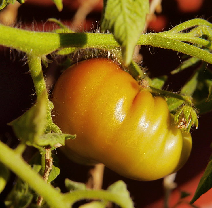 © www.mutbuergerdokus.de: Samenfeste Tomaten selbst angebaut - eine private 'Revolution auf dem Balkon' (Sorte: 'Ochsenherz')