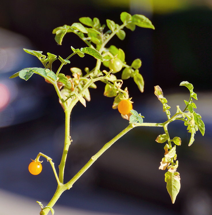 © www.mutbuergerdokus.de: Samenfeste Tomaten selbst angebaut - eine private 'Revolution auf dem Balkon' (Sorte: 'Weißer Pfirsich')