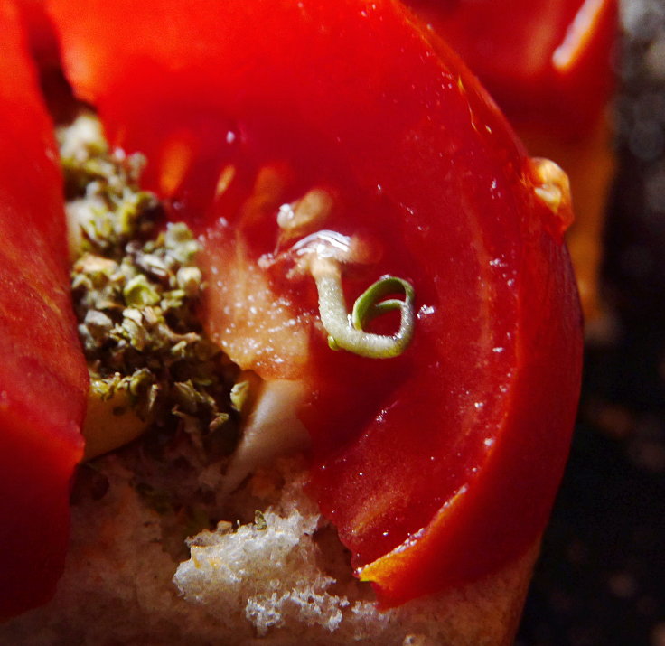 © www.mutbuergerdokus.de: Samenfeste Tomaten selbst angebaut - eine private 'Revolution auf dem Balkon' (Sorte: 'Biotomate')