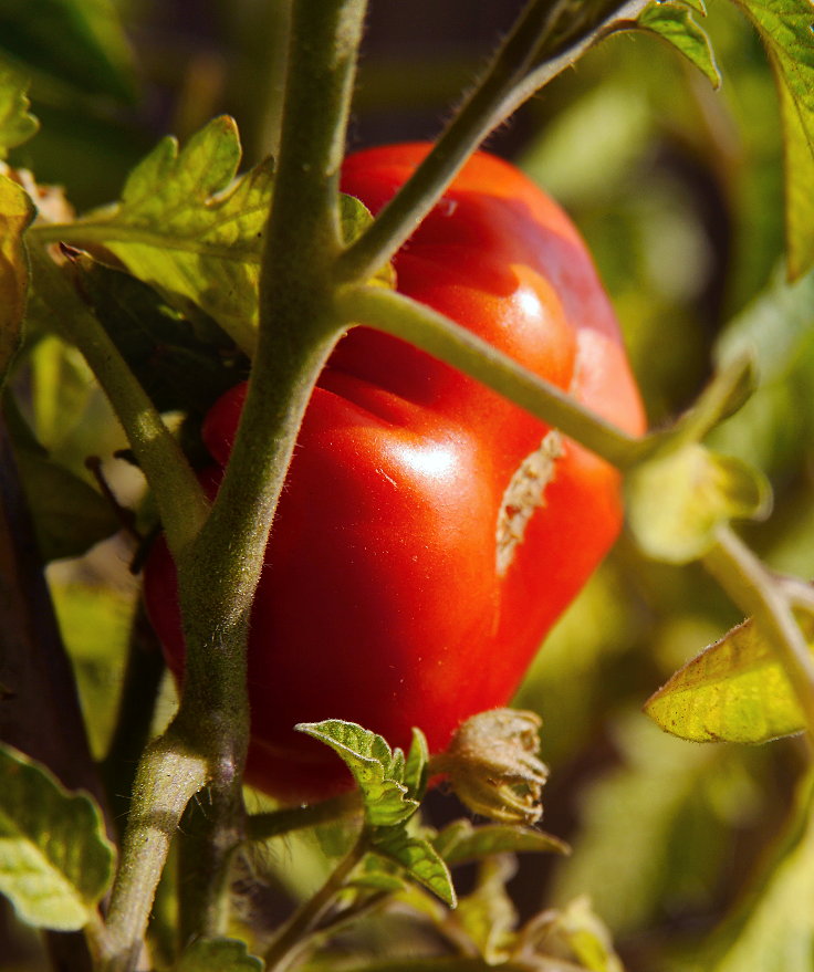 © www.mutbuergerdokus.de: Samenfeste Tomaten selbst angebaut - eine private 'Revolution auf dem Balkon' (Sorte: 'Ochsenherz')