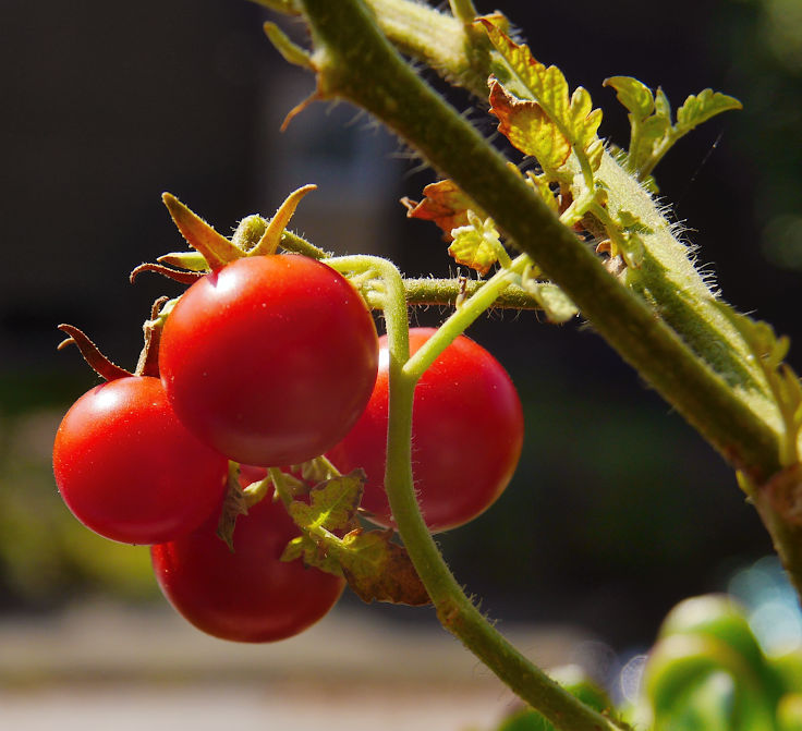 © www.mutbuergerdokus.de: Samenfeste Tomaten selbst angebaut - eine private 'Revolution auf dem Balkon' (Sorte: 'Mutter Ey')