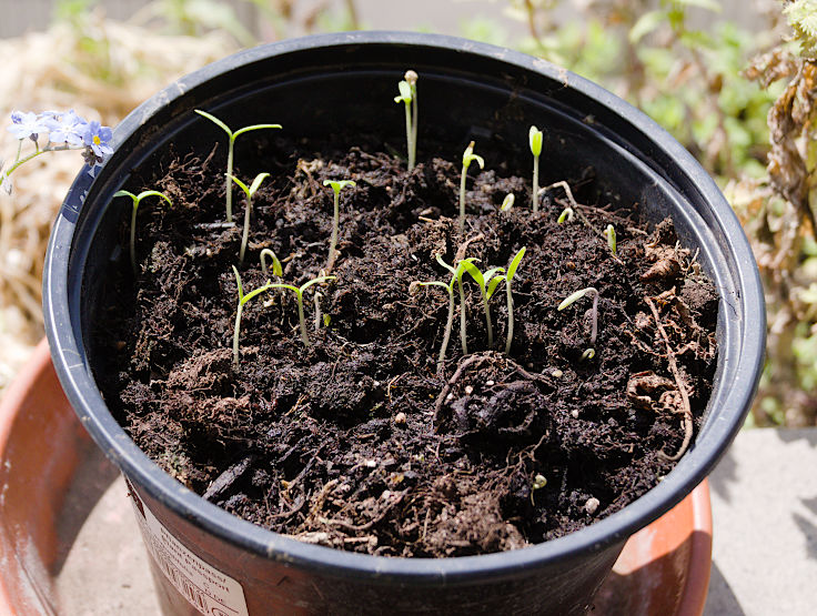 © www.mutbuergerdokus.de: Samenfeste Tomaten selbst angebaut - eine private 'Revolution auf dem Balkon' (Sorte: 'Yellow Pear')