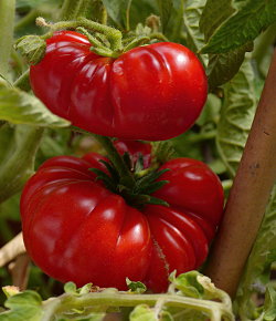 Tomatenanbau 2019