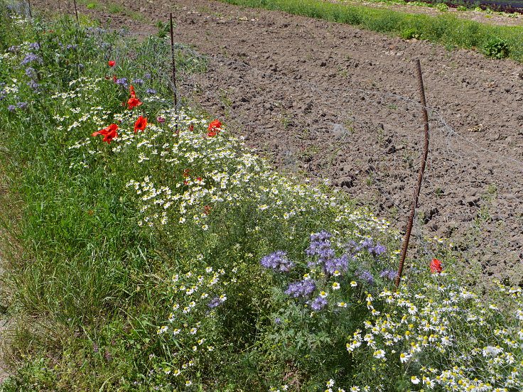 © www.mutbuergerdokus.de: Bienen- und insektenunfreundliche Äcker und Gärten