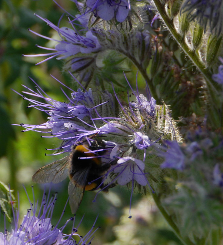 © www.mutbuergerdokus.de: Bienen- und insektenunfreundliche Äcker und Gärten