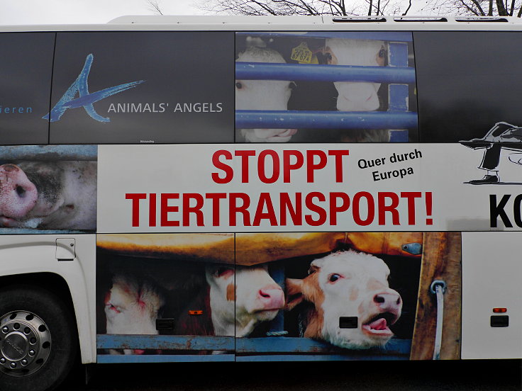 Animals' Angels - Stoppt Tiertransport!