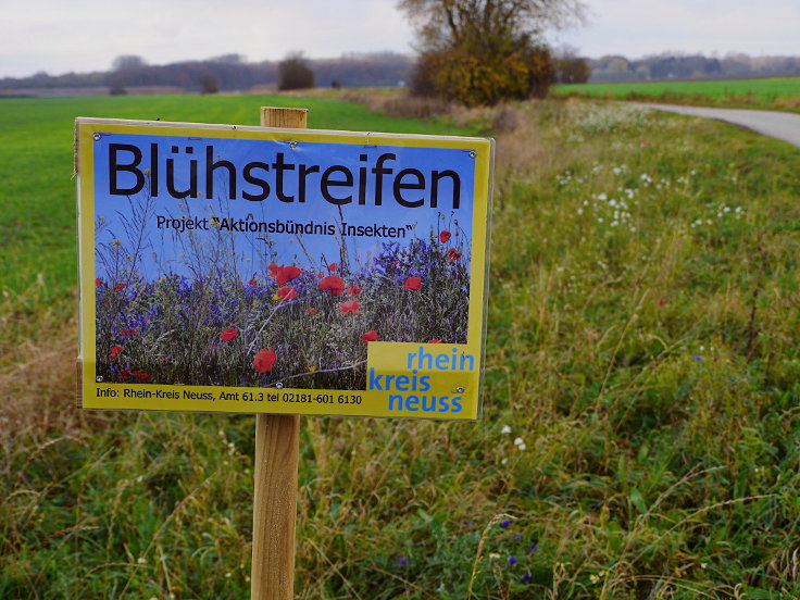 Blühstreifen: Projekt 'Aktionsbündnis Insekten'