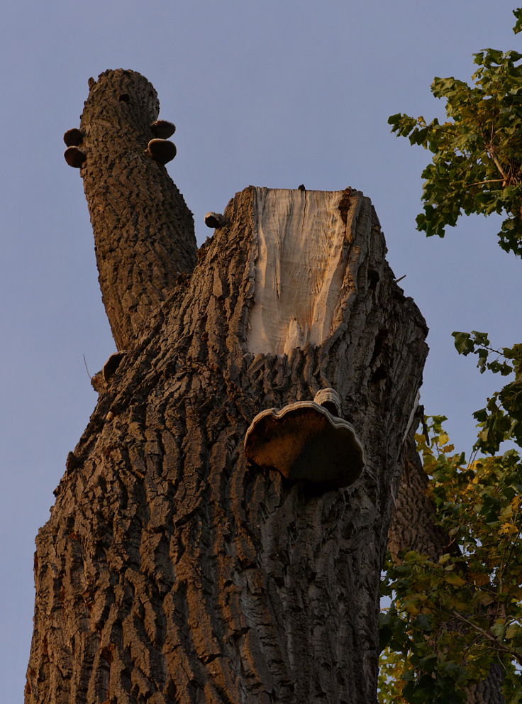 Freiheitsstatue: 'Lady Nature'