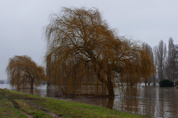 © www.mutbuergerdokus.de: Fundstücke: Hochwasser am Rhein