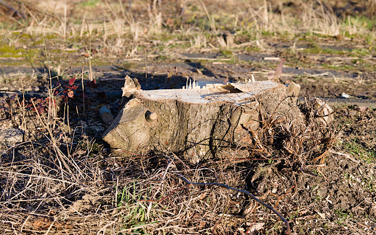 &copy; www.mutbuergerdokus.de: Fundst&uuml;cke: 'Manheim - Chronologie einer Heimatvernichtung'