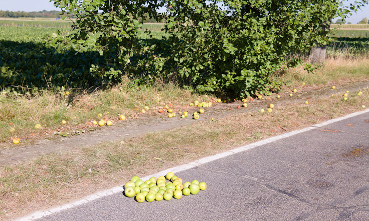 &copy; www.mutbuergerdokus.de: Fundst&uuml;cke: 'Manheim - Chronologie einer Heimatvernichtung'
