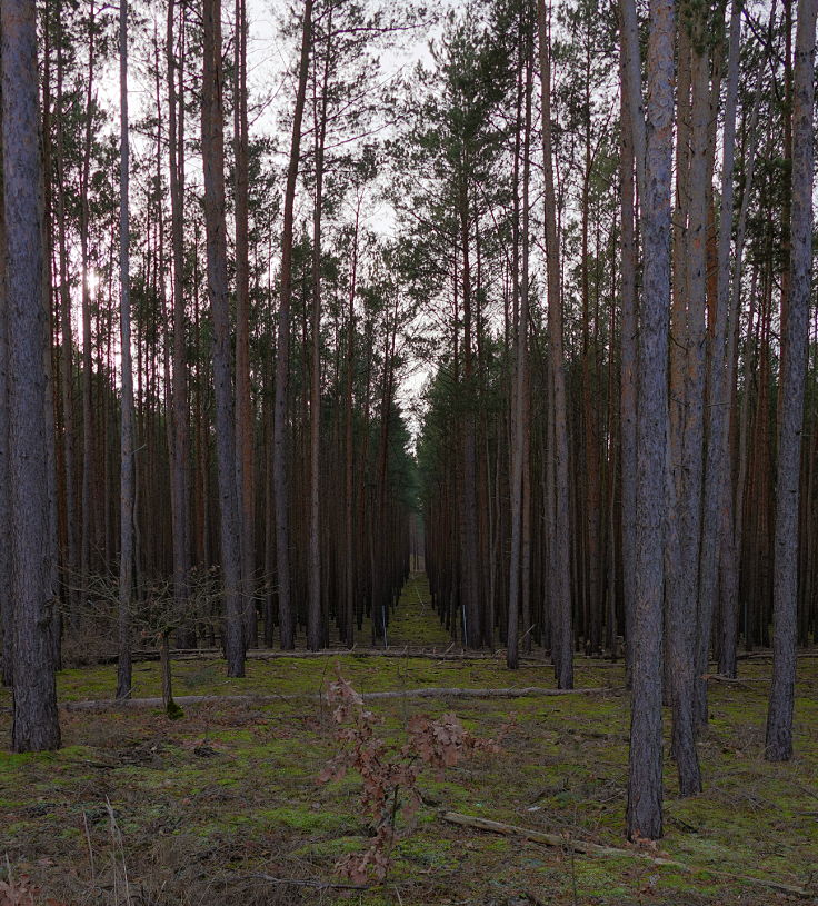 'Massenbaumhaltung' -> Waldsterben