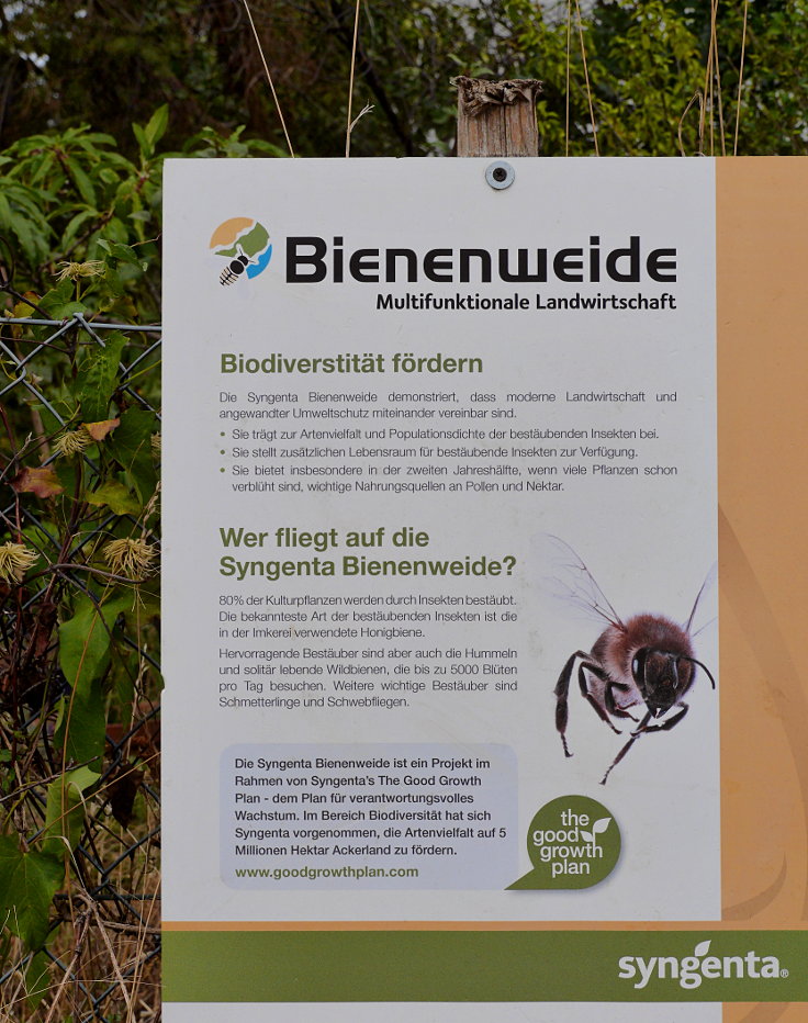 Informationstafel: 'syngenta® Bienenweide'