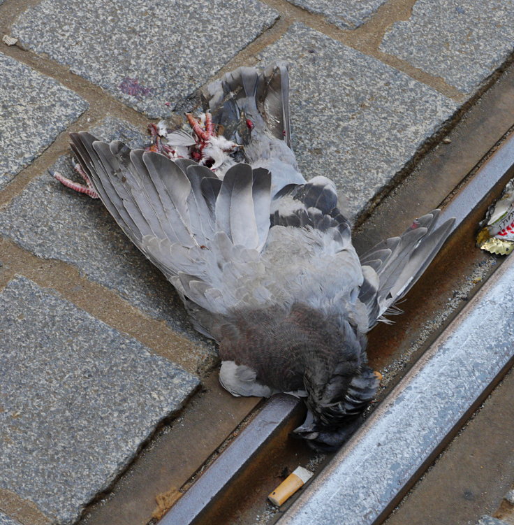 © www.mutbuergerdokus.de: Fundstücke: Tieropfer im Straßenverkehr