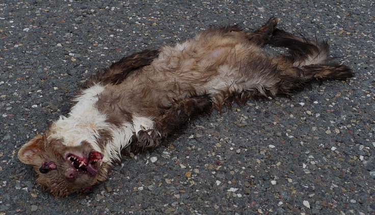 © www.mutbuergerdokus.de: Fundstücke: Tieropfer im Straßenverkehr