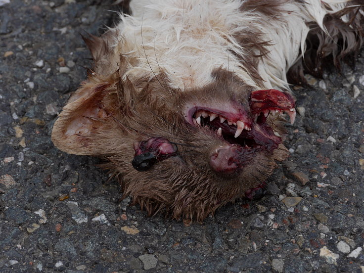 © www.mutbuergerdokus.de: Fundstücke: Tieropfer im Straßenverkehr