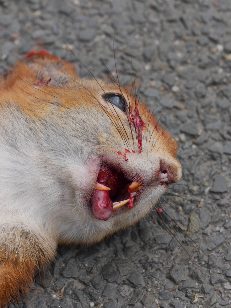 © www.mutbuergerdokus.de: Fundstücke: Tieropfer im Straßenverkehr