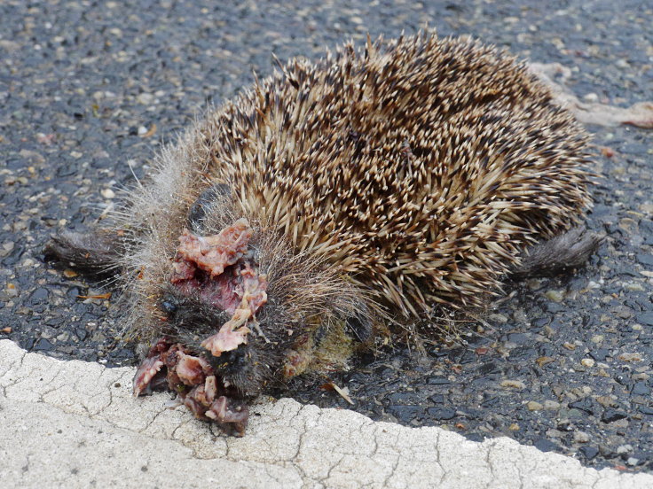 © www.mutbuergerdokus.de: Fundstücke: Tieropfer im Straßenverkehr