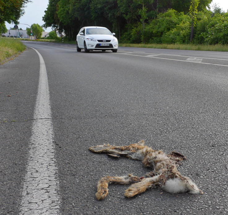 © www.mutbuergerdokus.de: Fundstücke: Tieropfer im Straßenverkehr