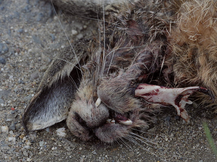 © www.mutbuergerdokus.de: Fundstücke: Tieropfer im Straßenverkehr