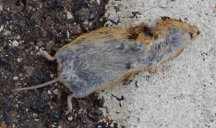 © www.mutbuergerdokus.de: Fundstücke: Tieropfer im Straßenverkehr