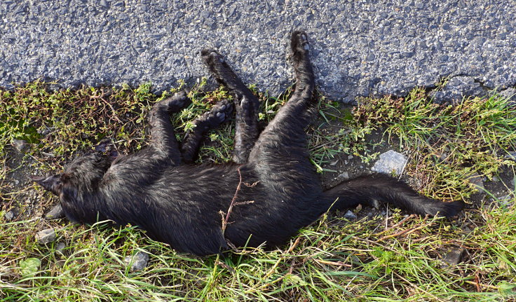 © www.mutbuergerdokus.de: Fundstücke: Tieropfer im Straßenverkehr