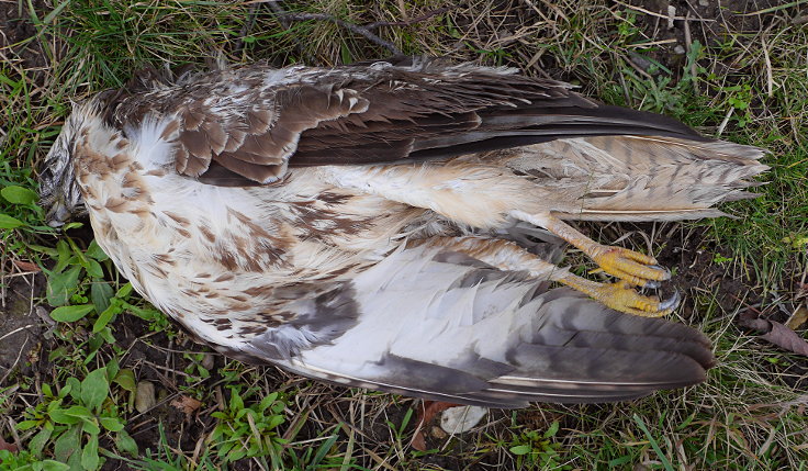 © www.mutbuergerdokus.de: Fundstücke: Tieropfer im Straßenverkehr