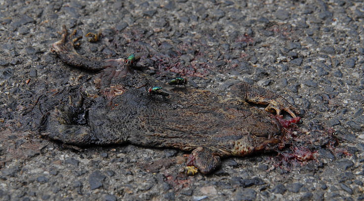 © www.mutbuergerdokus.de: Fundstücke: Tieropfer im Straßenverkehr