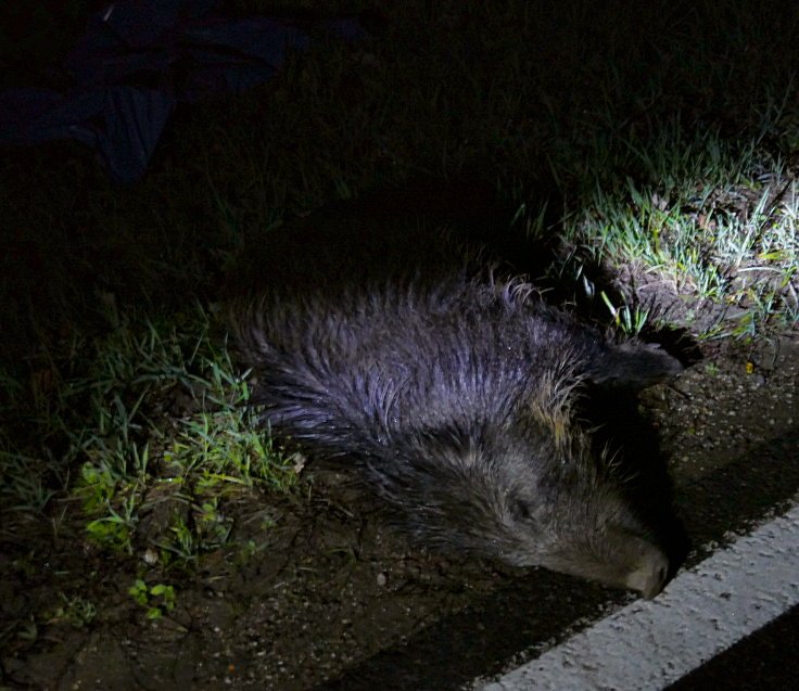 © www.mutbuergerdokus.de: Fundstücke: Tieropfer im Straßenverkehr