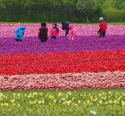 Nahrungsmittel/Lebensmittel/Landwirtschaft/Saatgut Nahrungsmittel/Lebensmittel/Landwirtschaft/Saatgut