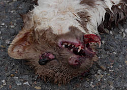 Tiere/Umwelt