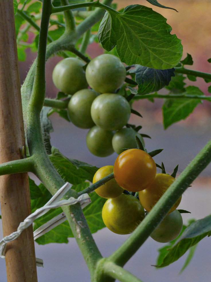 'Sunviva', die gemeinfreie Tomate